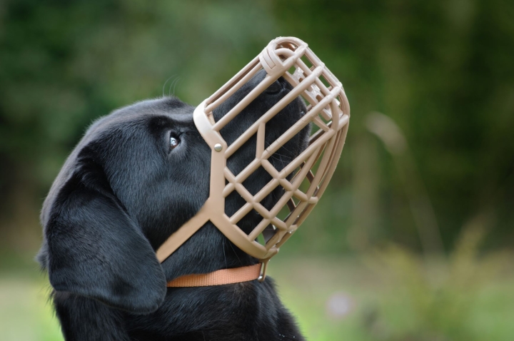 Avis à tous les propriétaires de chiens